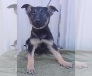 German Shepherd Dog Dogs for adoption in Mountain View, MO, USA