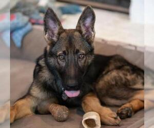 German Shepherd Dog Dogs for adoption in Temple, GA, USA