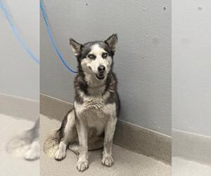 Huskies -Unknown Mix Dogs for adoption in Las Vegas, NV, USA