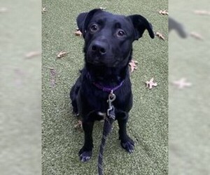 Sheprador Dogs for adoption in Dedham, MA, USA