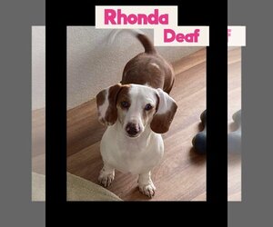 Dachshund Dogs for adoption in Hoisington, KS, USA