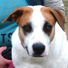 Collie-Labrador Retriever Mix Dogs for adoption in Huntley, IL, USA