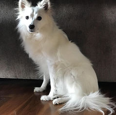 American Eskimo Dog Dogs for adoption in Randallstown, MD, USA