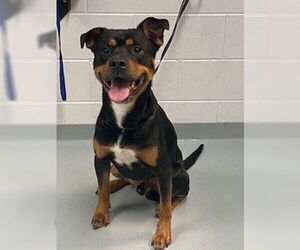 Rottweiler Dogs for adoption in St. Cloud, FL, USA