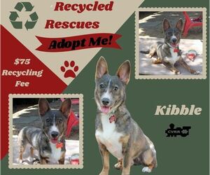 Mutt Dogs for adoption in Lindsay, CA, USA