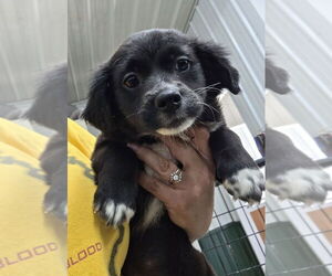 Australian Shepherd Dogs for adoption in Osgood, IN, USA