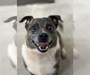 Medium Photo #1 Jug Puppy For Sale in Sistersville, WV, USA