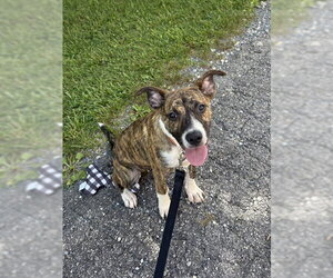 Boxer-German Shepherd Dog Mix Dogs for adoption in Blairsville, GA, USA