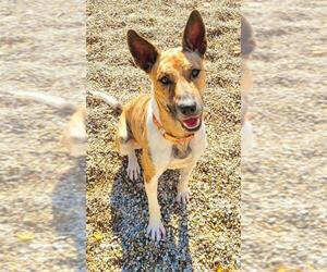 Basenji Dogs for adoption in Lake City, MI, USA