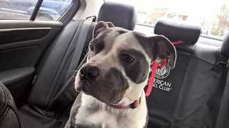 Medium Photo #1 American Bulldog Puppy For Sale in Wenonah, NJ, USA