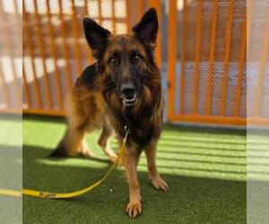 German Shepherd Dog-Unknown Mix Dogs for adoption in Las Vegas, NV, USA