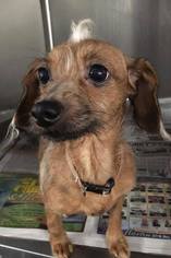 Chiweenie Dogs for adoption in Lake Jackson, TX, USA
