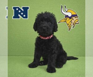 Poodle (Standard)-Unknown Mix Dogs for adoption in New Oxford , PA, USA