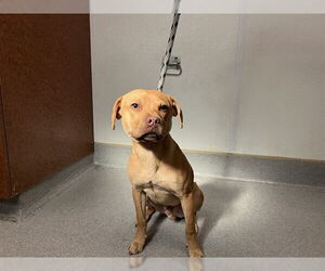 Chihuahua-Unknown Mix Dogs for adoption in Rancho Cucamonga, CA, USA