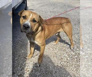 Staffordshire Bull Terrier Dogs for adoption in Houston, TX, USA