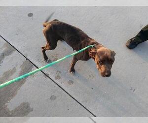 American Staffordshire Terrier Dogs for adoption in Fort Lauderdale, FL, USA