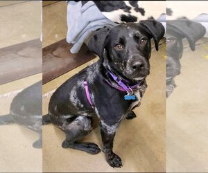 German Shorthaired Lab Dogs for adoption in Plymouth, MN, USA