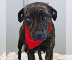 American Staffordshire Terrier-Unknown Mix Dogs for adoption in San Antonio, TX, USA