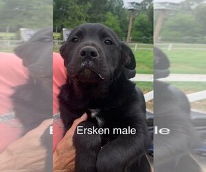Labrador Retriever-Unknown Mix Dogs for adoption in toms river, NJ, USA