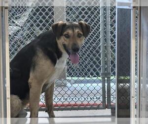 German Shepherd Dog-Unknown Mix Dogs for adoption in Grand Prairie, TX, USA