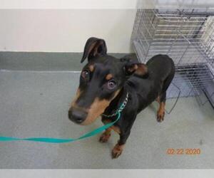 Doberman Pinscher Dogs for adoption in Lee's Summit, MO, USA