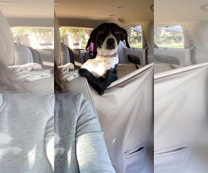 Beagle-Unknown Mix Dogs for adoption in Dallas, TX, USA