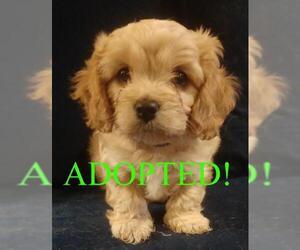 Cavachon Dogs for adoption in Westminster, MD, USA