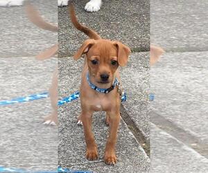 Dachshund Dogs for adoption in Seattle, WA, USA