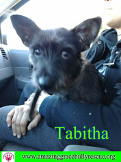 Cairn Terrier-Unknown Mix Dogs for adoption in Pensacola, FL, USA