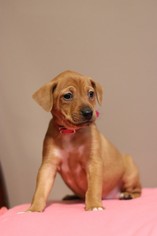 Small Dachshund Mix