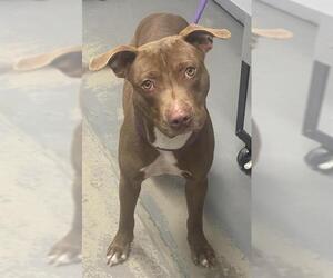 American Staffordshire Terrier-Unknown Mix Dogs for adoption in Tallahassee, FL, USA