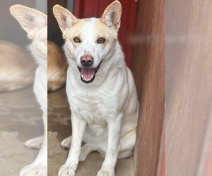 Siberian Husky-Unknown Mix Dogs for adoption in Genesee, WI, USA
