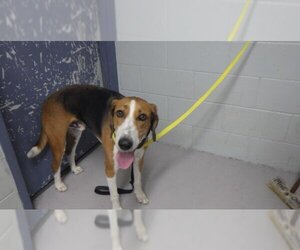 Treeing Walker Coonhound Dogs for adoption in Augusta, GA, USA