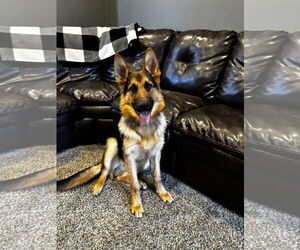 German Shepherd Dog-Unknown Mix Dogs for adoption in Princeton, MN, USA