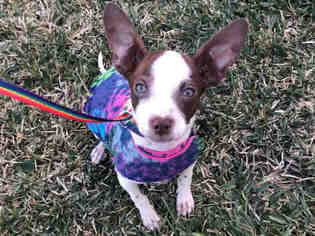 Rat-Cha Dogs for adoption in San Clemente, CA, USA