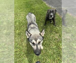 - Mix Dogs for adoption in Houston, TX, USA