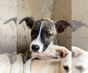 German Shepherd Dog-Unknown Mix Dogs for adoption in Oklahoma City, OK, USA