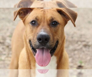 Rhodesian Ridgeback-Unknown Mix Dogs for adoption in El Centro, CA, USA