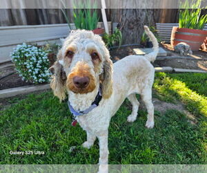 Labradoodle Dogs for adoption in Clovis, CA, USA
