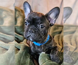 French Bulldog Dogs for adoption in Bon Carbo, CO, USA