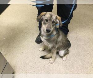 German Shepherd Dog Dogs for adoption in Riverside, CA, USA