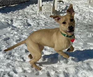 Labrador Retriever-Unknown Mix Dogs for adoption in Springfield, MA, USA