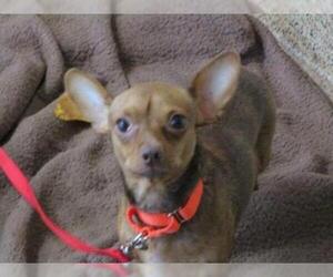 Chihuahua Dogs for adoption in Springfield, MA, USA