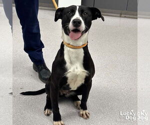 Labrador Retriever-Unknown Mix Dogs for adoption in Washington, DC, USA