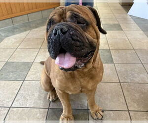 Bullmastiff Dogs for adoption in Raleigh, NC, USA