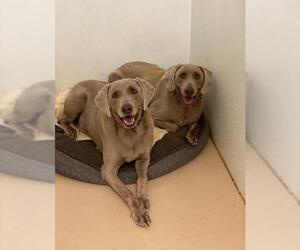 Weimaraner Dogs for adoption in See Website, CA, USA