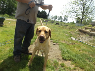 Labrador Retriever-Unknown Mix Dogs for adoption in Zaleski, OH, USA