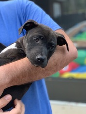 Medium Photo #3 Labrador Retriever Puppy For Sale in Sanford, FL, USA