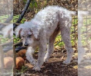 Poodle (Miniature) Dogs for adoption in Boonton, NJ, USA