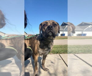 Mastiff-Unknown Mix Dogs for adoption in Foristell, MO, USA